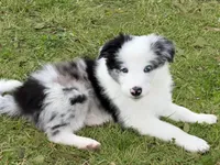 Silas, a male Border Collie for sale in Braxton, MS – Photo 1 of 8