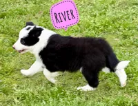 River, a female Border Collie for sale in Braxton, MS – Photo 4 of 4