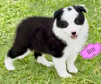 River, a female Border Collie for sale in Braxton, MS – Photo 2 of 4