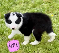 River, a female Border Collie for sale in Braxton, MS – Photo 3 of 4