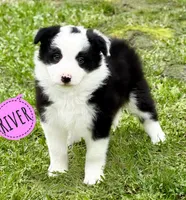 River, a female Border Collie for sale in Braxton, MS – Photo 1 of 4