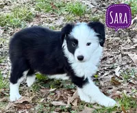 Sara, a female Border Collie for sale in Braxton, MS – Photo 6 of 9