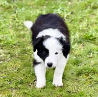 Sara, a female Border Collie for sale in Braxton, MS – Photo 2 of 9