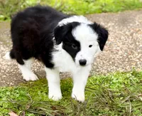 Sara, a female Border Collie for sale in Braxton, MS – Photo 3 of 9
