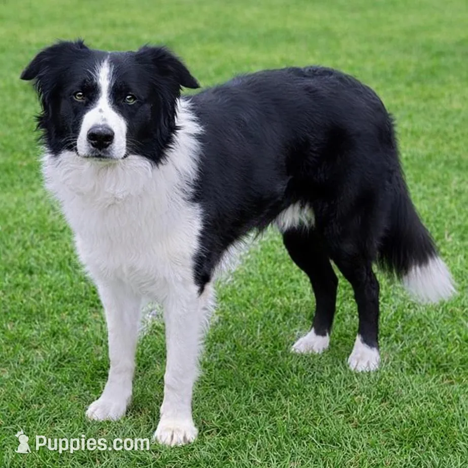 Sara, a female Border Collie for sale in Braxton, MS – Photo 8 of 9