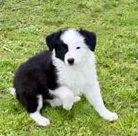 Sara, a female Border Collie for sale in Braxton, MS – Photo 1 of 9