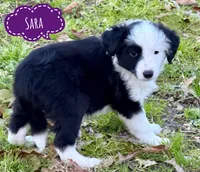 Sara, a female Border Collie for sale in Braxton, MS – Photo 5 of 9