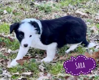 Sara, a female Border Collie for sale in Braxton, MS – Photo 7 of 9