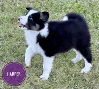 Harper, a female Border Collie for sale in Braxton, MS – Photo 2 of 9