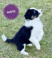 Harper, a female Border Collie for sale in Braxton, MS – Photo 3 of 9