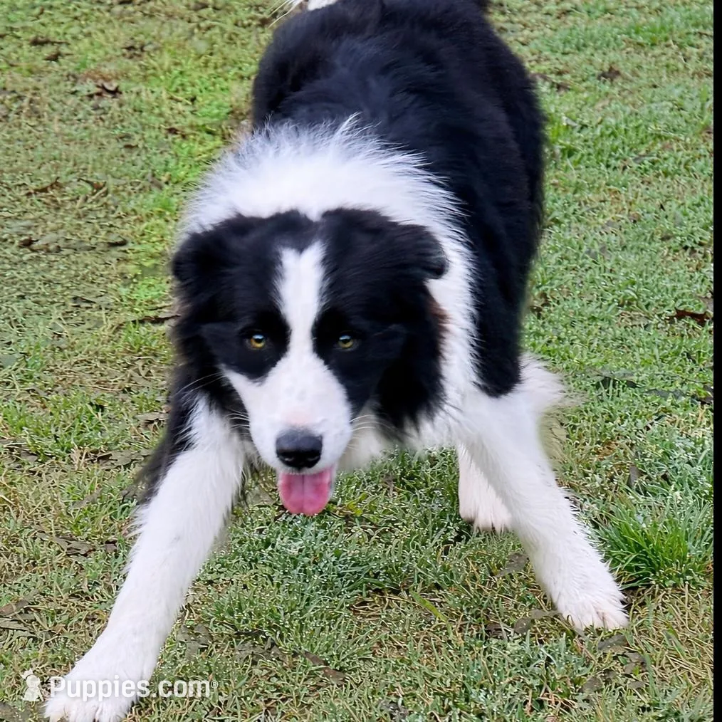Marshall, a male Border Collie for sale in Braxton, MS – Photo 5 of 9