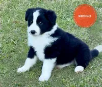 Marshall, a male Border Collie for sale in Braxton, MS – Photo 3 of 9