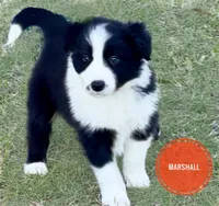 Marshall, a male Border Collie for sale in Braxton, MS – Photo 2 of 9