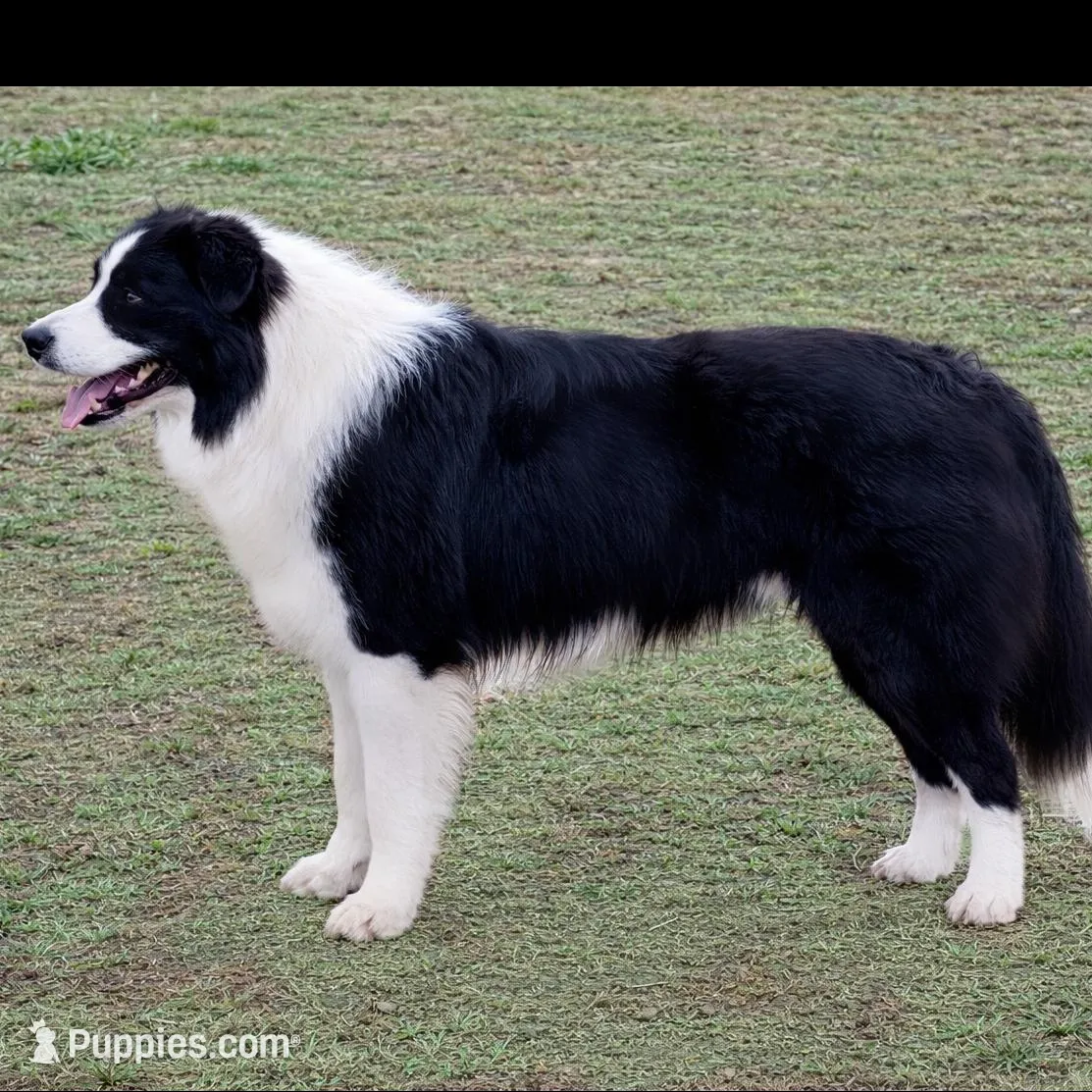 Marshall, a male Border Collie for sale in Braxton, MS – Photo 6 of 9