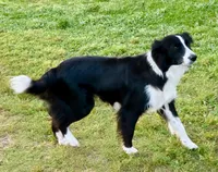 Marshall, a male Border Collie for sale in Braxton, MS – Photo 9 of 9