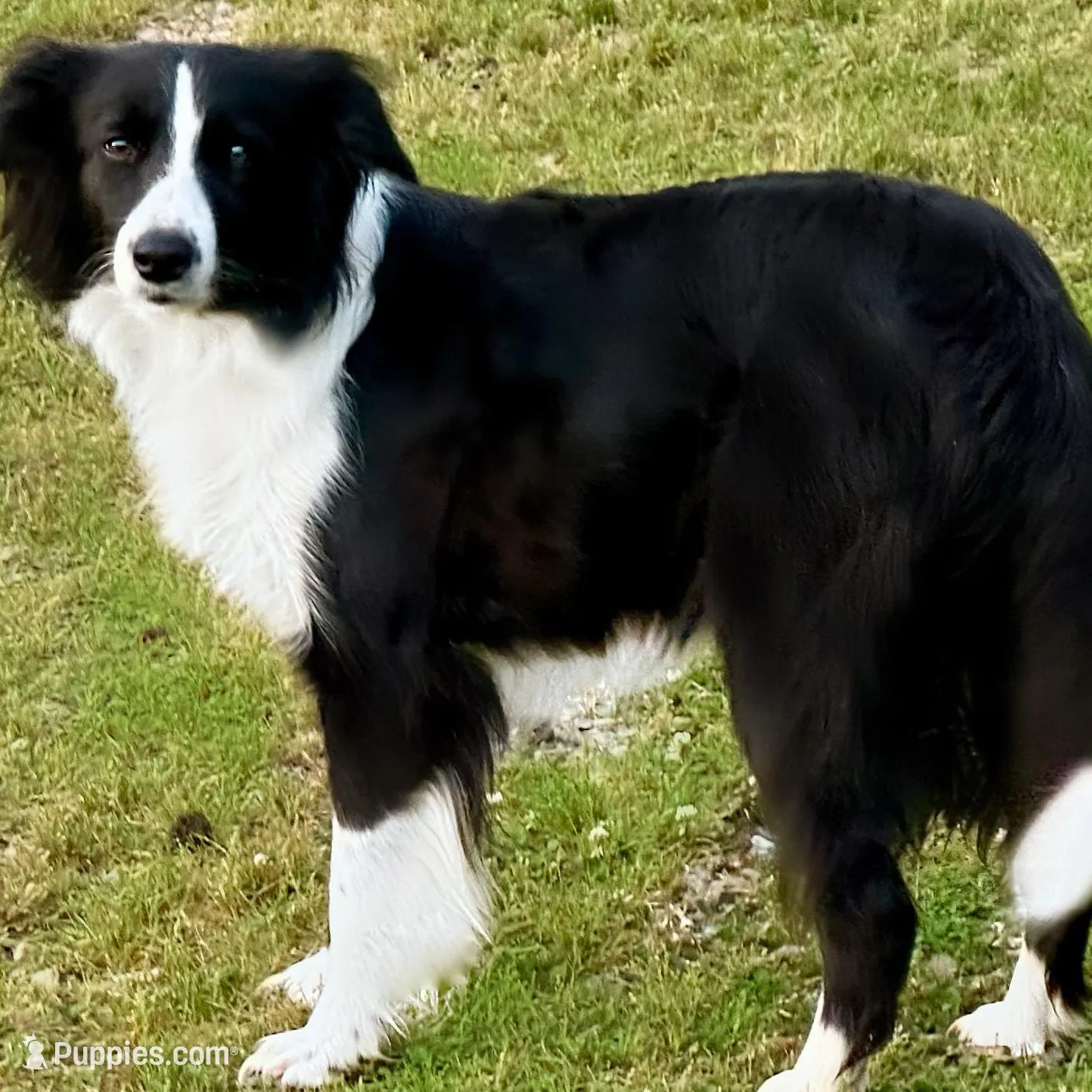 Marshall, a male Border Collie for sale in Braxton, MS – Photo 7 of 9