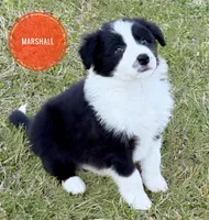 Marshall, a male Border Collie for sale in Braxton, MS – Photo 1 of 9