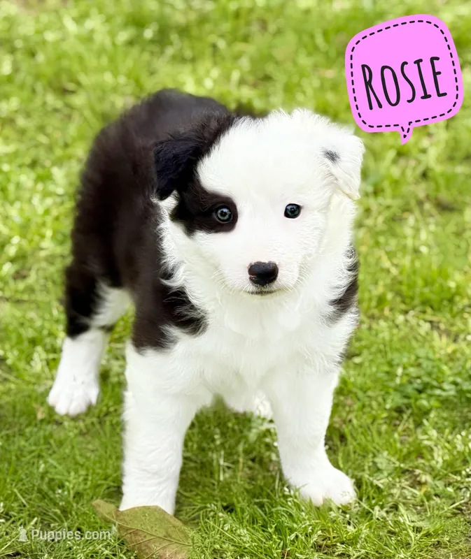 Rosie – Border Collie puppy for sale in Braxton, MS