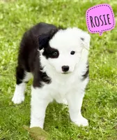 Rosie, a female Border Collie for sale in Braxton, MS – Photo 1 of 4