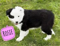 Rosie, a female Border Collie for sale in Braxton, MS – Photo 4 of 4