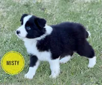 Misty, a female Border Collie for sale in Braxton, MS – Photo 4 of 10