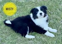 Misty, a female Border Collie for sale in Braxton, MS – Photo 3 of 10