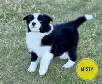 Misty, a female Border Collie for sale in Braxton, MS – Photo 2 of 10