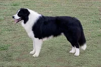 Misty, a female Border Collie for sale in Braxton, MS – Photo 6 of 10