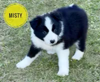 Misty, a female Border Collie for sale in Braxton, MS – Photo 1 of 10