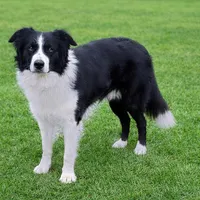 Sader, a male Border Collie for sale in Braxton, MS – Photo 7 of 8