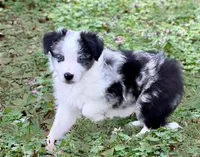 Sader, a male Border Collie for sale in Braxton, MS – Photo 4 of 8