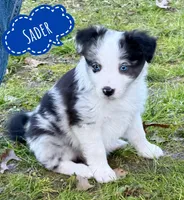 Sader, a male Border Collie for sale in Braxton, MS – Photo 5 of 8