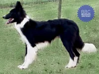 Harper, a female Border Collie for sale in Braxton, MS – Photo 8 of 9