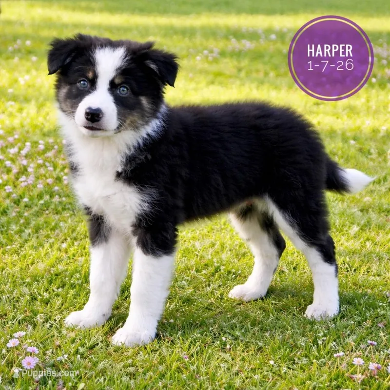 Harper – Border Collie puppy for sale in Braxton, MS