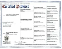 Harper, a female Border Collie for sale in Braxton, MS – Photo 4 of 9