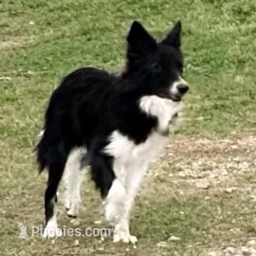 Harper, a female Border Collie for sale in Braxton, MS – Photo 7 of 9