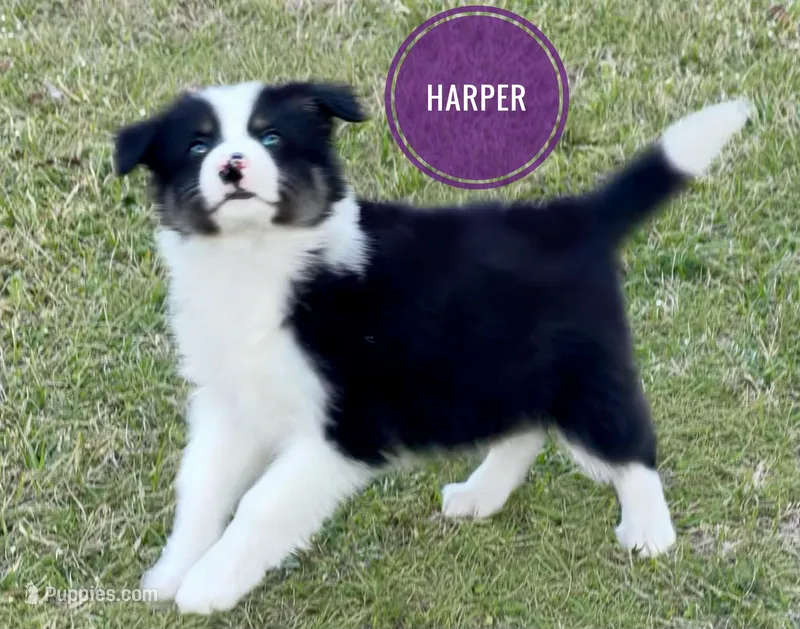 Harper