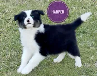 Harper, a female Border Collie for sale in Braxton, MS – Photo 1 of 9