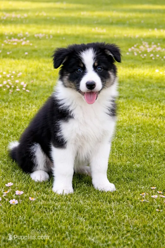 Harper – Border Collie puppy for sale in Braxton, MS