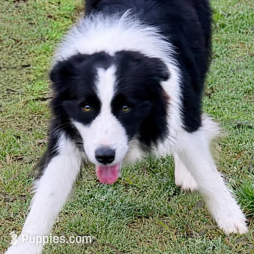 Harper, a female Border Collie for sale in Braxton, MS – Photo 5 of 9
