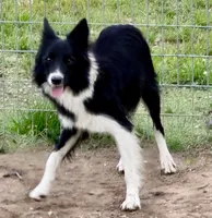 Harper, a female Border Collie for sale in Braxton, MS – Photo 9 of 9