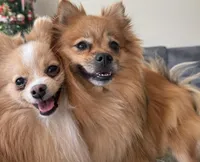 Honey, a female Pomeranian for sale in York Township, PA – Photo 3 of 3