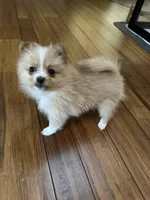 Honey, a female Pomeranian for sale in York Township, PA – Photo 1 of 3