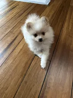 Honey, a female Pomeranian for sale in York Township, PA – Photo 2 of 3