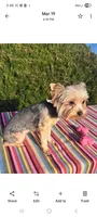 Hannah, a female Yorkshire Terrier for sale in Vestaburg, MI – Photo 2 of 2
