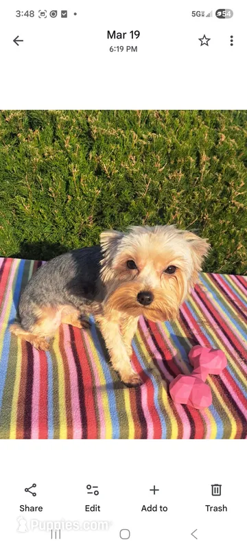 Hannah – Yorkshire Terrier puppy for sale in Vestaburg, MI