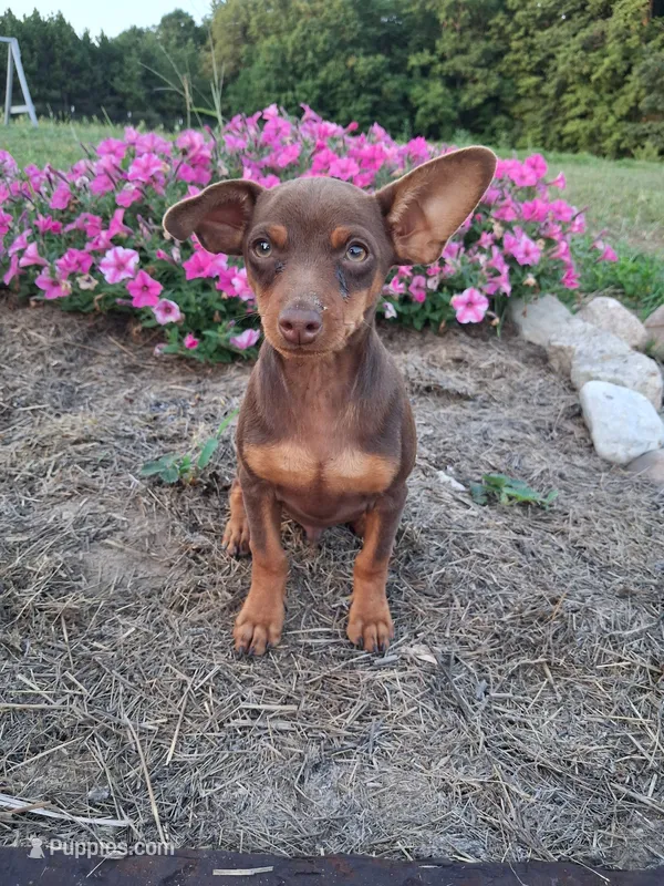 Sandy – Miniature Pinscher puppy for sale in Vestaburg, MI