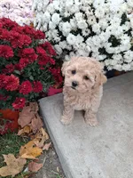 Fern, a female Shihpoo for sale in Vestaburg, MI – 2 of 2