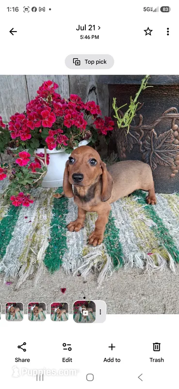 Scamp – Miniature Dachshund puppy for sale in Vestaburg, MI