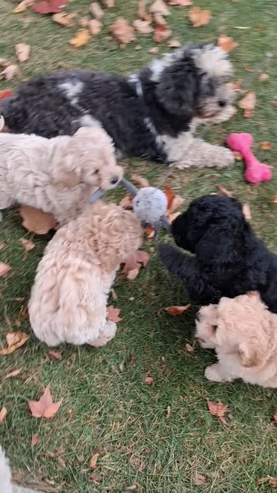 Flipper, a male Shihpoo for sale in Vestaburg, MI – 3 of 3